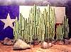 cactus.jpg